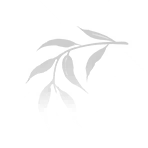 Mistwillow