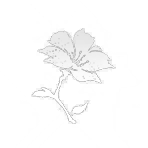 Ivorybloom